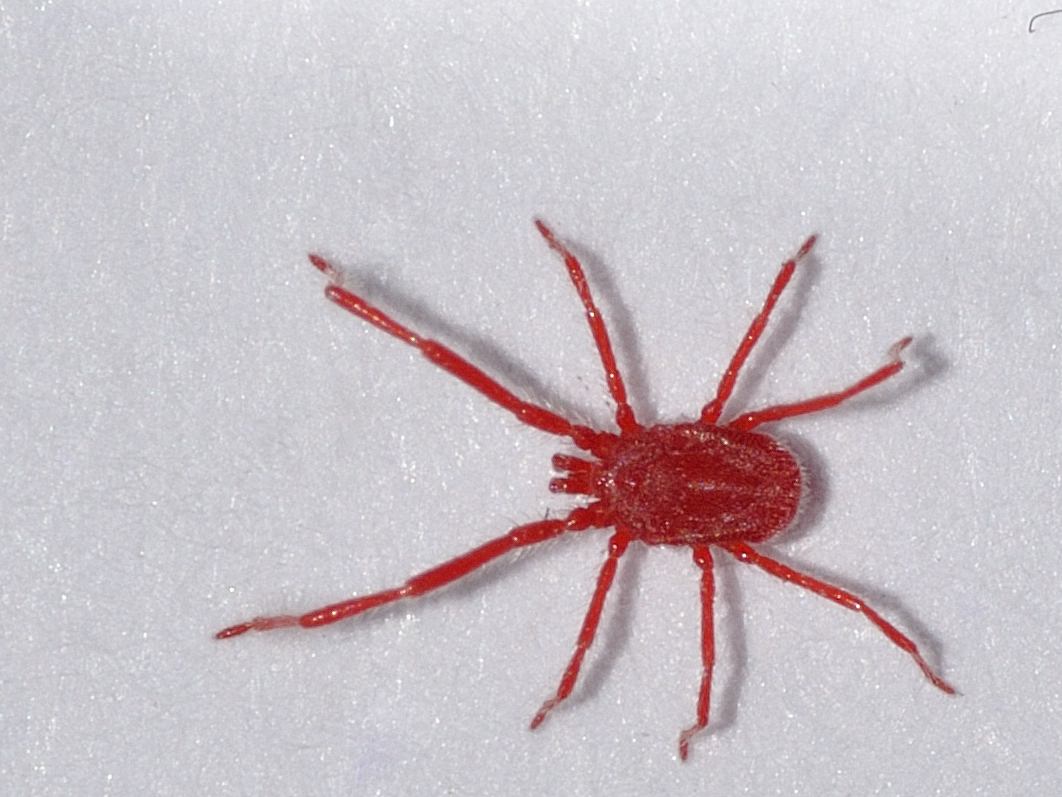 Erythraeidae